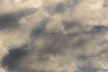 birds in beautiful sky