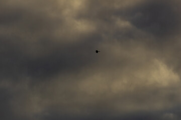 birds in beautiful sky