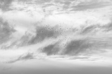 birds in beautiful sky