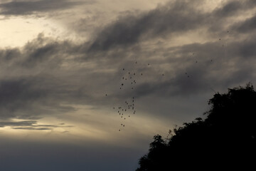 birds in beautiful sky