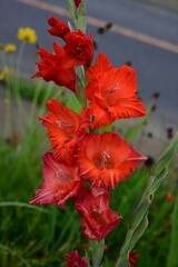 Gladiolus flowers. Iridaceae bulbous plants. These flowers come in a wide variety of colors and...