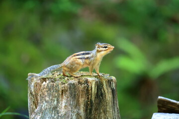 Cautious Chipmunk on Tree Stump – Woodland Wildlife Scene