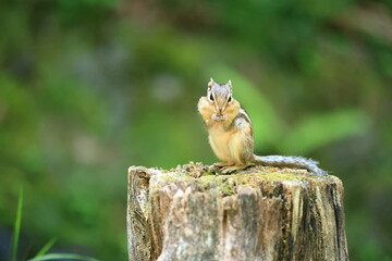 Cautious Chipmunk on Tree Stump – Woodland Wildlife Scene
