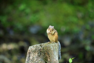 Cautious Chipmunk on Tree Stump – Woodland Wildlife Scene