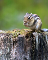 Cautious Chipmunk on Tree Stump – Woodland Wildlife Scene