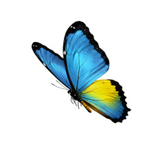 Obraz premium Orange and Blue Butterfly – Vibrant Colorful Insect for Nature and Decorative Design, Isolated on White or Transparent Background