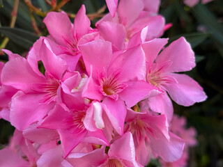 Close-up of vibrant pink oleander flowers in bloom