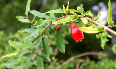 Reddish Eye catchy Pomegranate bud