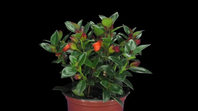 Time lapse of growing and blooming nematanthus flower