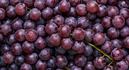 Fresh Ripe Grapes with Water Drops – Vibrant Close-Up of Vineyard Fruit