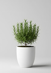 Fresh Rosemary Plant in White Pot on Clean Minimalist Background