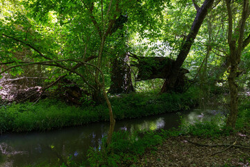 A small summer river in the forest.