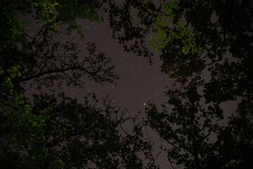 Starry sky in the forest through the trees.
