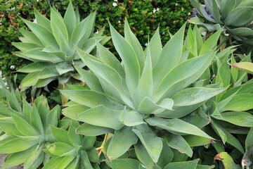 Agave attenuate also known as Fox Tail Agave growing in a tight green cluster