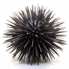 Obraz premium Sea Urchin on white background