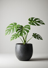 Lush Green Monstera Deliciosa Plant in Modern Grey Pot on Minimalist Background