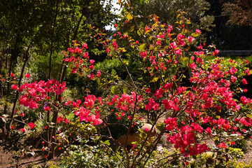 Beautiful flowering red bougainvillea in the garden.