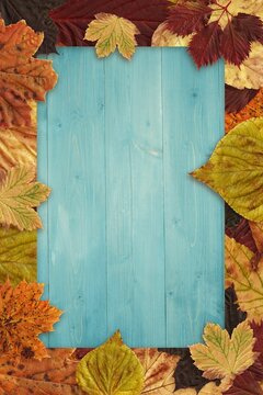 Fototapeta Light blue wooden plank board is lying in flat-lay framed by red orange yellow autumn leaves