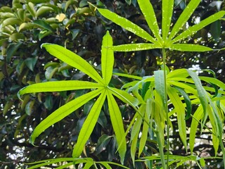 Close up of a Cassava plant leaf. Cassava leaves or daun singkong. Natural background and wallpaper.