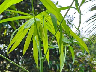 Close up of a Cassava plant leaf. Cassava leaves or daun singkong. Natural background and wallpaper.