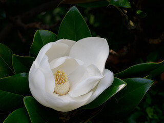 大きくて美しい泰山木の花