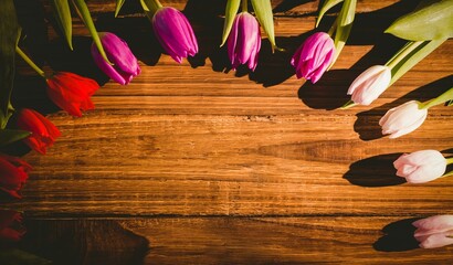 Red pink purple and white tulip blooms are forming border along rustic wooden tabletop, flat design