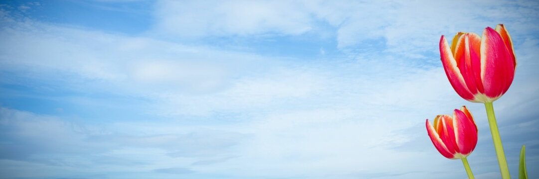 Fototapeta Flowers on sky background