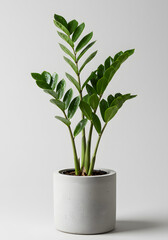 Lush ZZ Plant (Zamioculcas Zamiifolia) in a Stylish Concrete Pot. Modern Indoor Houseplant Decor on White Background.