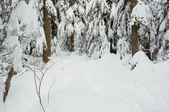 Fototapeta Snow covered forest during winter