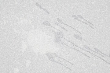 Illustration of cat, Close-up