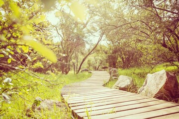 Fototapeta premium Empty boardwalk amidst trees