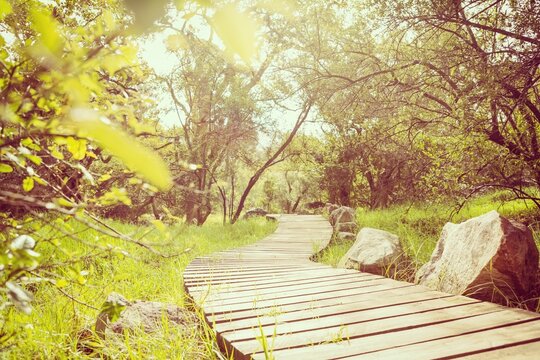 Fototapeta Empty boardwalk amidst trees
