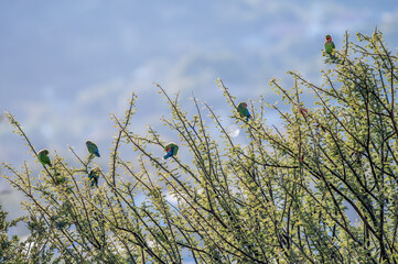 Inséparables perchés dan un arbre