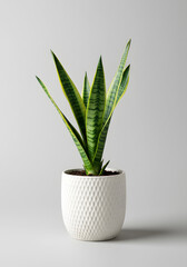 Sansevieria Trifasciata Snake Plant in White Textured Pot on Light Background