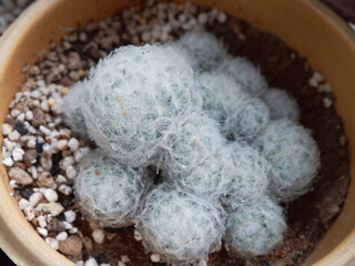Variety of green cactus plants in pots. Cactus farming as a hobby concept. Small cactus collection succulent plant in mini pots, selective focus. Mini cactus in pot concept
