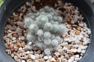 cactus in a pot