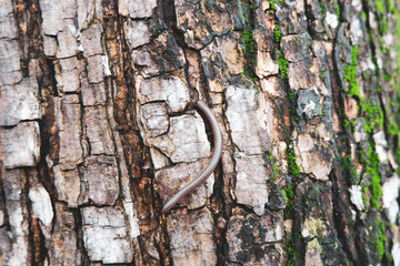 bark of a tree
