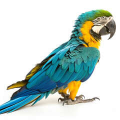 Obraz premium A vibrant, colorful parrot is perched against a clean white background.
