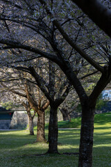 Naklejka premium One row of flowering trees in the park.