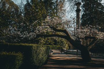 A crooked sakura tree in a park with a monument in the background.