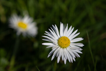 daisy in the grass