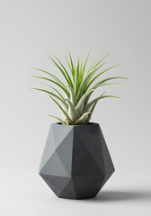 Tillandsia Air Plant in Modern Geometric Grey Pot on White Background