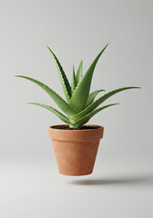 Vibrant Aloe Vera Plant in Terracotta Pot with Clean Background