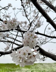 cherry tree blossom