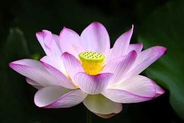 古代蓮