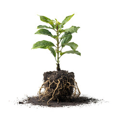 Young Green Plant with Exposed Roots and Soil on Black Background

