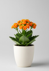 Vibrant Orange Kalanchoe Blossfeldiana Plant in White Pot on Grey Background with Copy Space