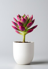 Vibrant Pink and Green Succulent Plant in White Ceramic Pot. Colorful Echeveria Houseplant on Grey Background.