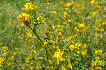 Medicago falcata yellow wildflowers in meadow