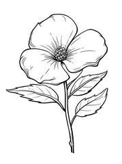 Obraz premium Jasmine flower drawing